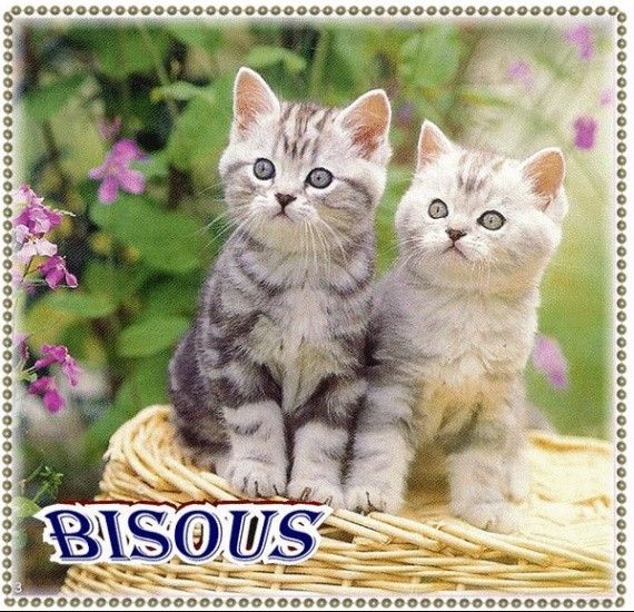 bisous chat